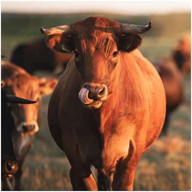 Grassfed: A Sustainable Choice for Health and the Environment