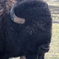 Grass-fed Buffalo Meat For Sale